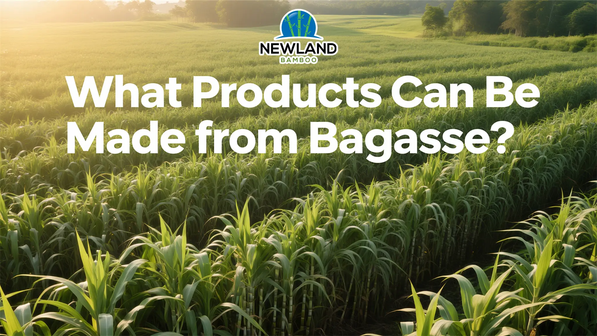 What Products Can Be Made from Bagasse